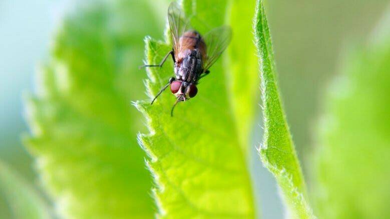 servicios-1-sanidad-ambiental-1-1|cincopreguntasfertilizantes|servicios-1-sanidad-ambiental-1-5-anatilicas-e-higine-industrial